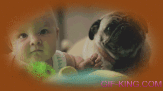 Pug And Baby