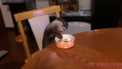 Otter Sitting At The Table Eating Dinner