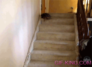 Turtle Sliding Down Stairs