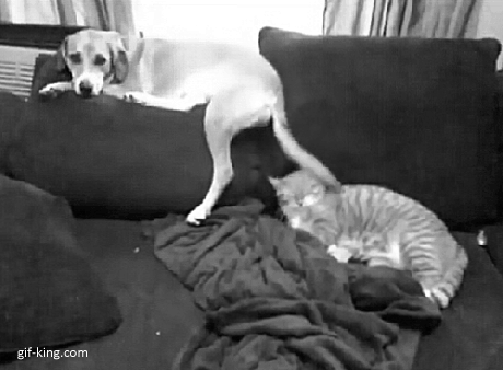 pictures of dogs and cats funny movement