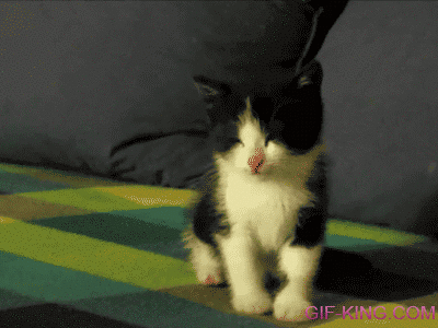Kitten Falling Over