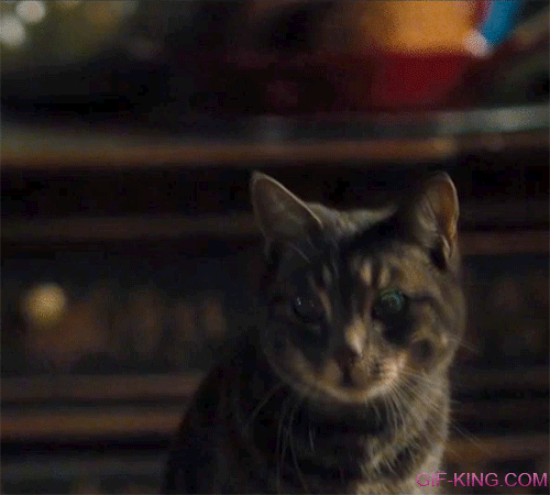 Confused Kitty Reaction Face