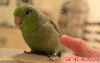Parrot Dancing