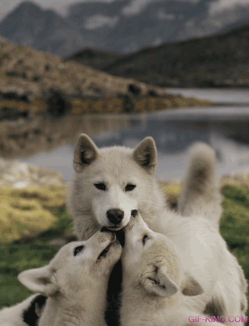 Cute Wolf Puppy Love Mom