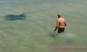 Stingray Attacks Man After Being Provoked