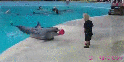 Dolphin rape gif