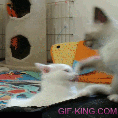Cute Kittens Fight