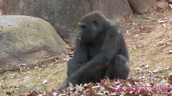 Gorilla Rolling Around In Leaves