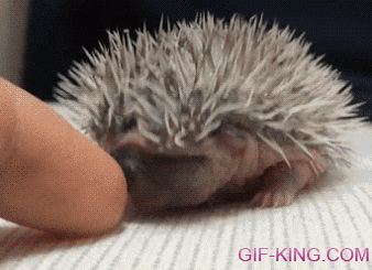 baby hedgehog is licking finger