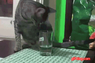 Dumb cat water drinking fail