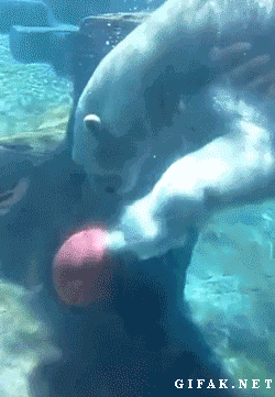 Polar Bear demonstrates basketball skill