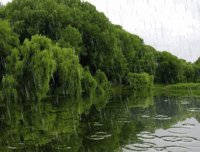 rain-river-forest-storm-animated