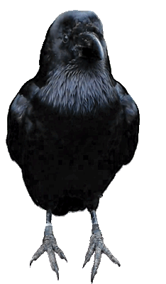 Image result for raven gif