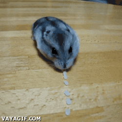 hamster eats rice forever