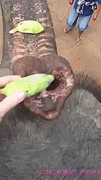 feeding an elephant