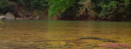Basilisk Lizard Runnig On Water
