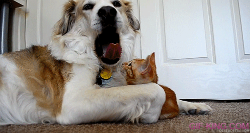 kitten play with dog's tongue