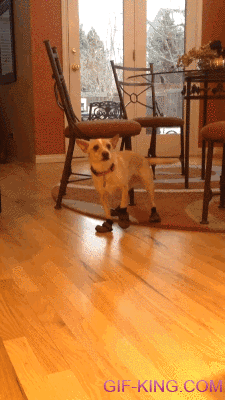 Dog in Boots
