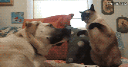 Dog vs Cat Fight