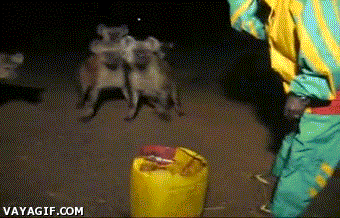 Feeding wild hyenas