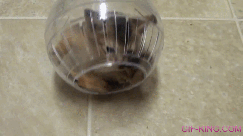 Cat Stuck In Plastic Ball