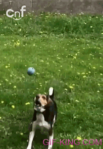 Dog Ball Catch Fail Slow Motion