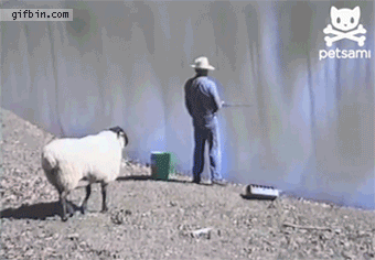 Sheep rams fisherman