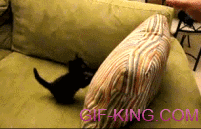 Kitten vs. Pillow