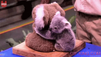 cute baby koala