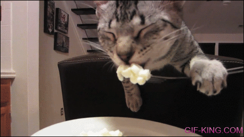 Cat Eats With a Fork