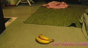 Funny cat scared banana