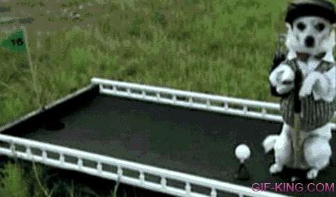 Chihuahua Playing Golf