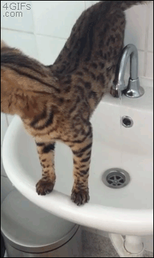 Cat Sink Fail