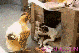 Dog Humping Chicken
