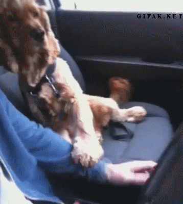 dog to ride in the car