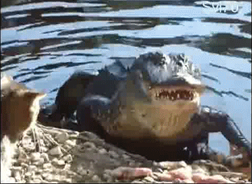 Alligator VS Cat