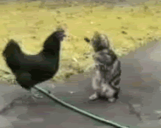 cat vs chicken