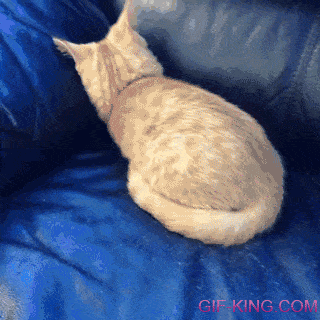 Kitten In The Couch