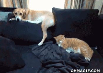 Dog Slapping Cat with Tail