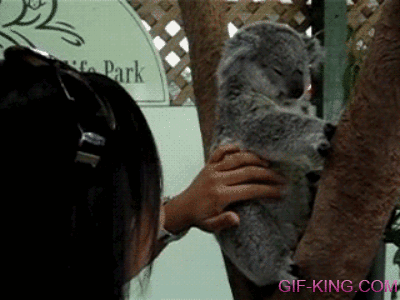 Ticklish Koala