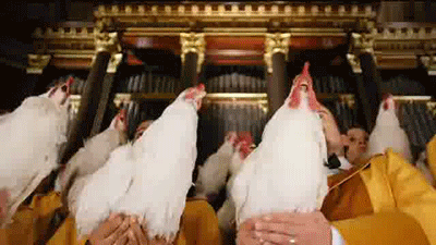 The Chicken Choir