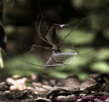 Clever Spider Using a Net to Catch a Bug