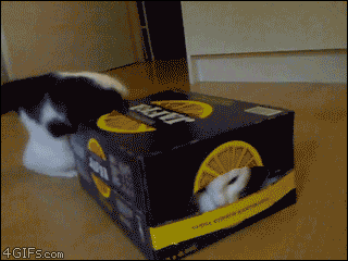Cat In Box