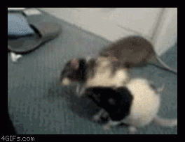 Rats Fighting Then Forgetting Why