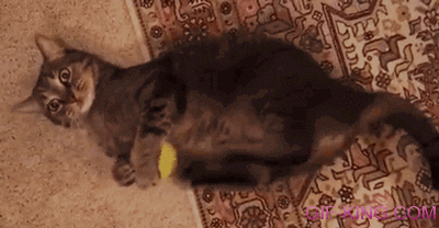 cat play with ball