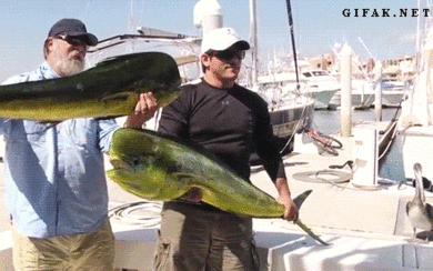 Seal steals big fish from fisherman
