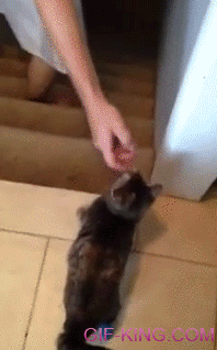 Double-Amputee Cat Goes Downstairs In Style