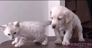 Awww Puppy And Kitty