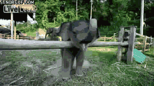 Baby Elephant Says Hello