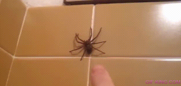 Huntsman Spider Jumps In Bath